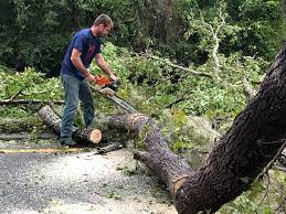 Reliable Palo Cedro, CA Tree Removal Solutions